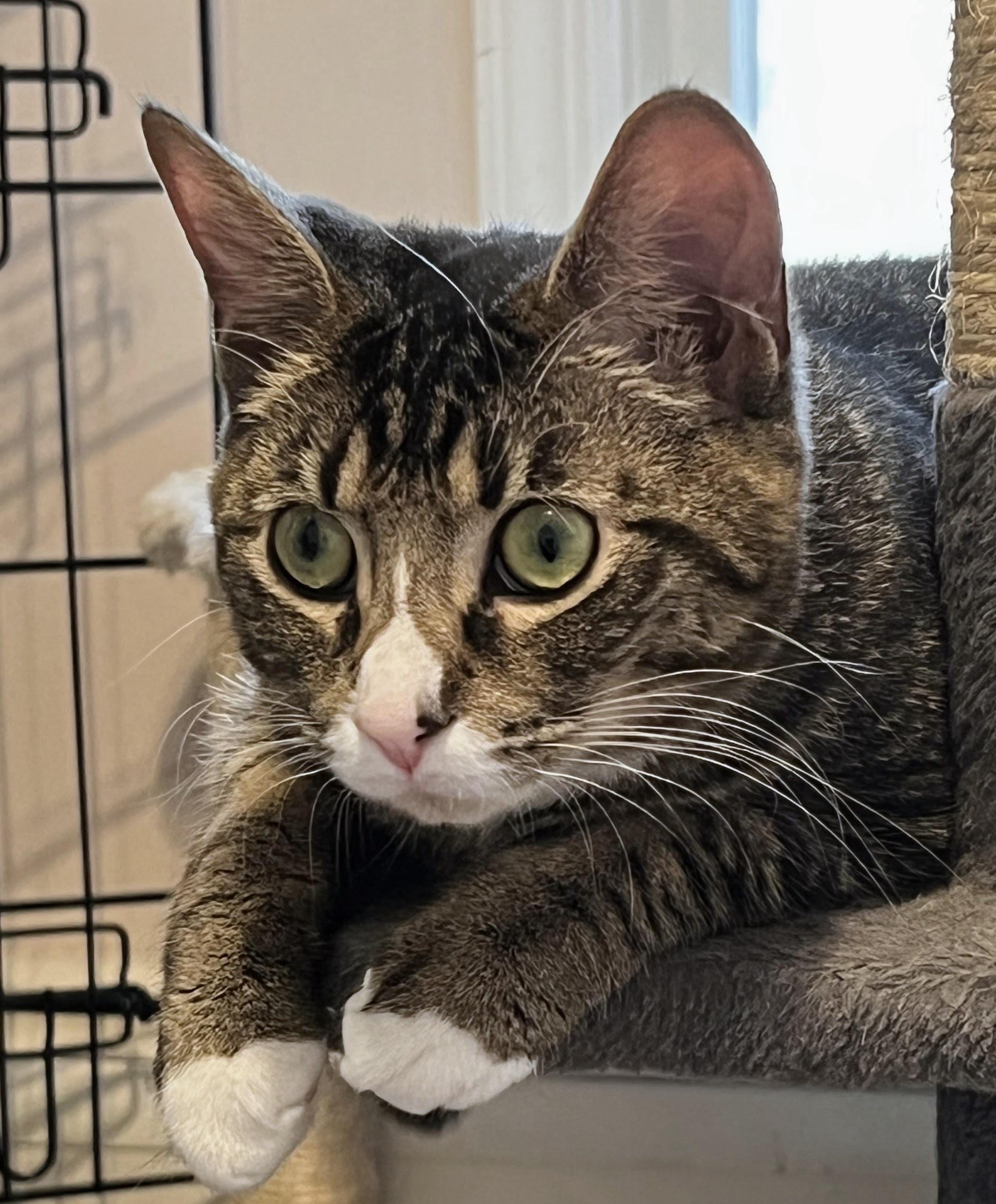 Enlarge Roo, a Adoptable Domestic Short Hair in Allentown, NJ image 2/5