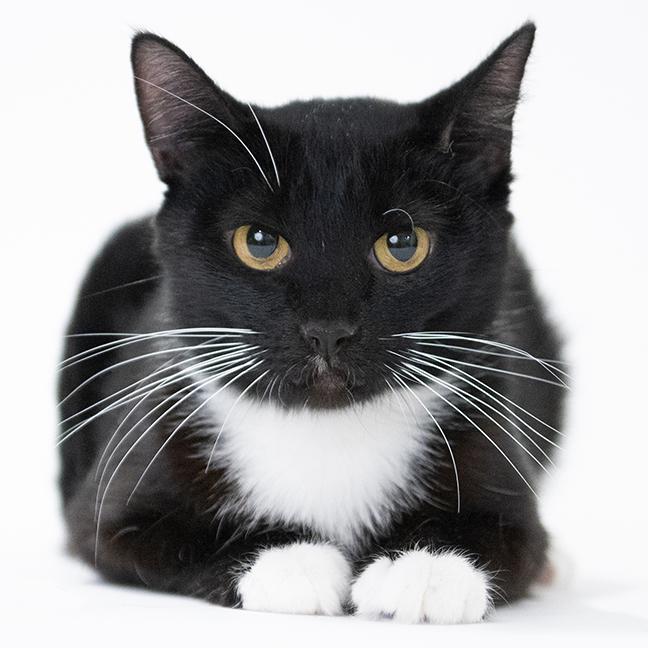 Enlarge Moira, a ADOPTABLE Tuxedo in Chicago, IL image 2/2