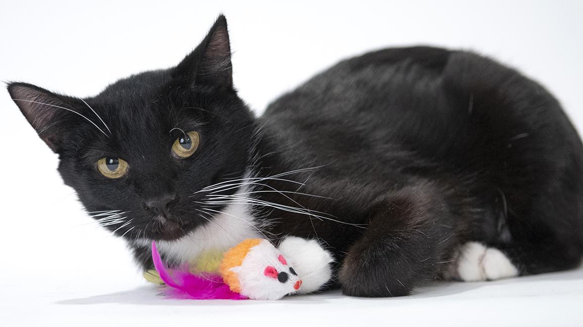 Moira, ADOPTABLE, Adult Female Tuxedo.