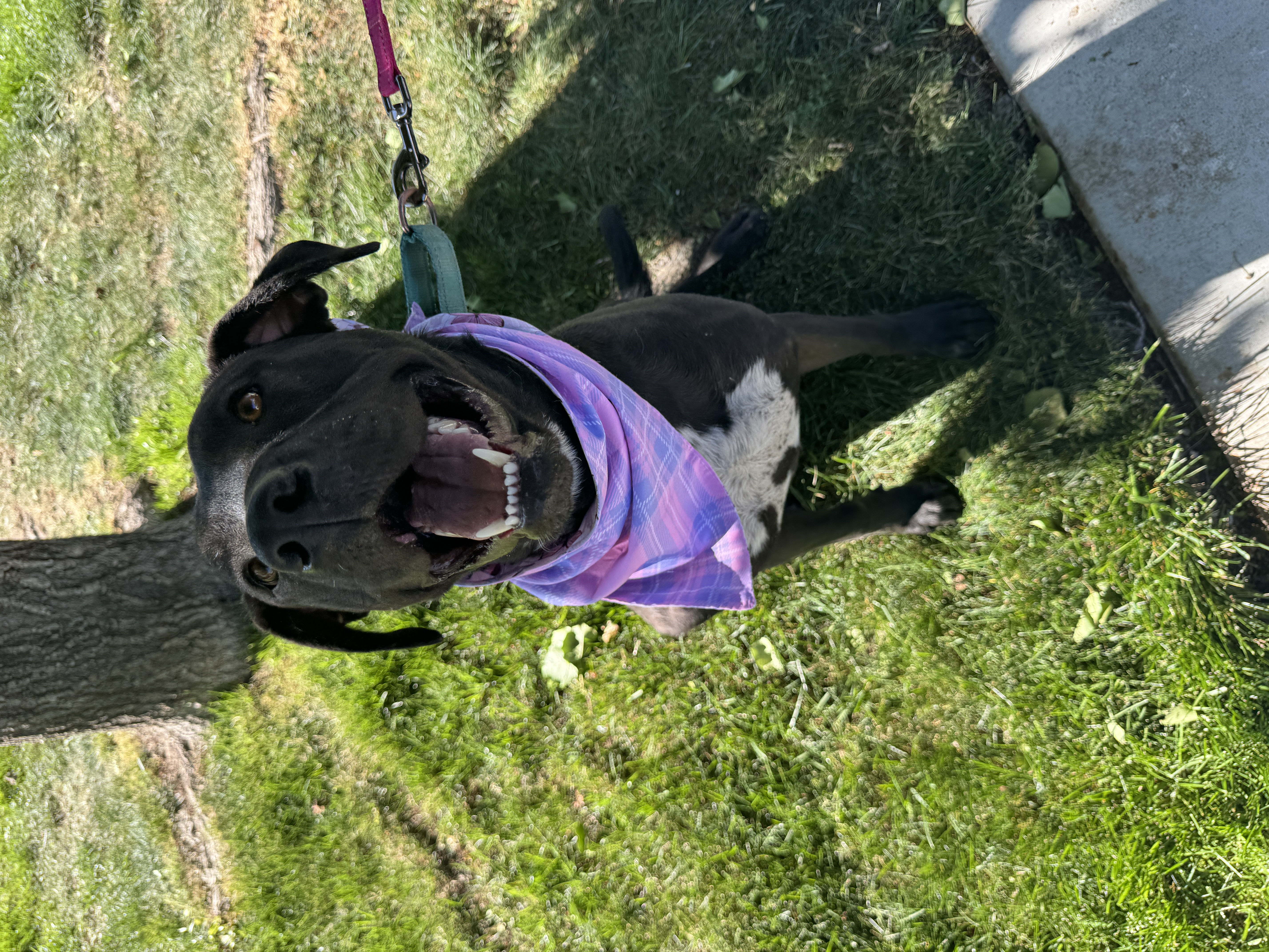 Luna, a Adopted mixed breed in Palmdale, CA image 2/5