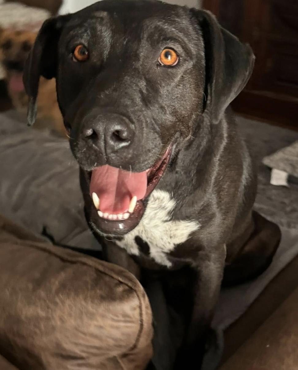 Luna, a Adopted mixed breed in Palmdale, CA image 1/5