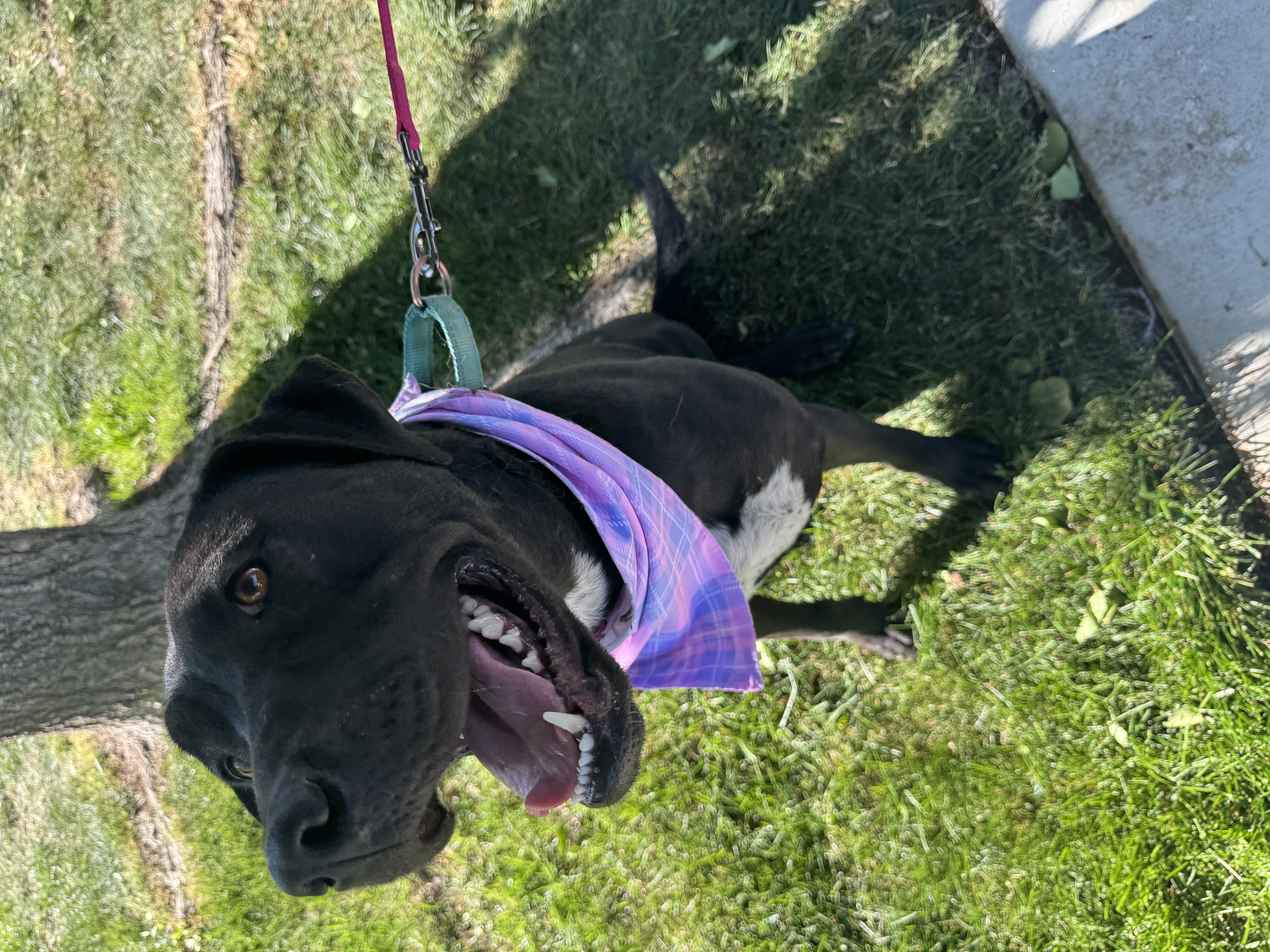 Luna, a Adopted mixed breed in Palmdale, CA image 3/5