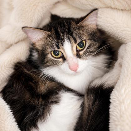 Enlarge Sally Jessy Raphael, a Adoptable mixed breed in Gwinn, MI image 1/1