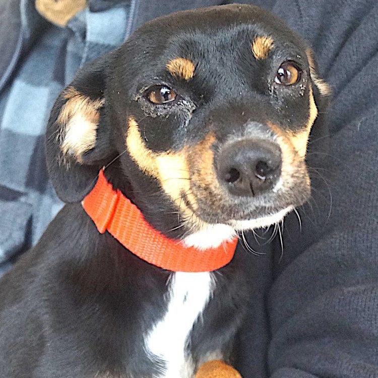 Emera, Adoptable, Adult Female Miniature Pinscher & Chihuahua.