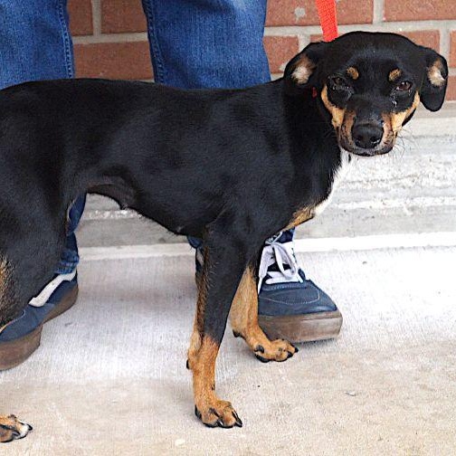 Emera, a Adoptable mixed breed in Carrollton, TX image 2/2