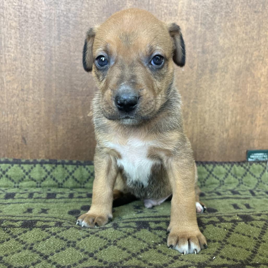 Titus, Adoptable, Puppy Male American Staffordshire Terrier & German Shepherd Dog.