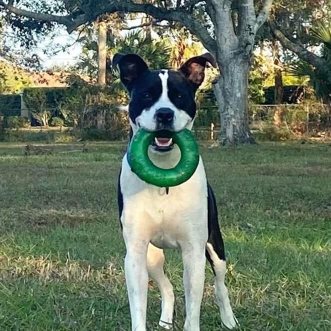 Enlarge Drax, a Adoptable Mixed Breed in Sarasota, FL image 1/6