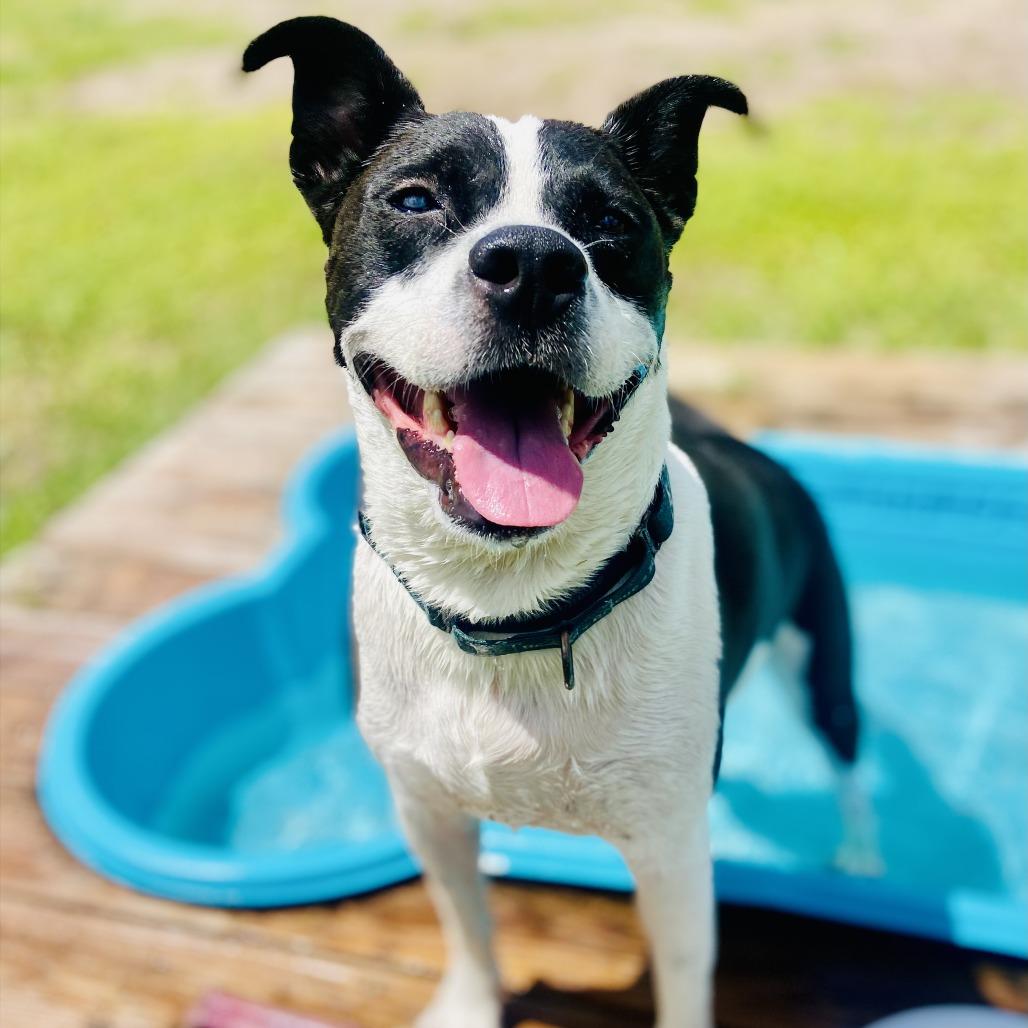 Enlarge Drax, a Adoptable Mixed Breed in Sarasota, FL image 2/6