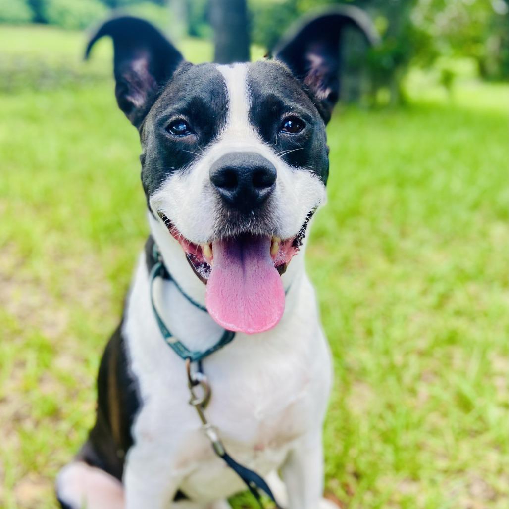 Enlarge Drax, a Adoptable Mixed Breed in Sarasota, FL image 3/6