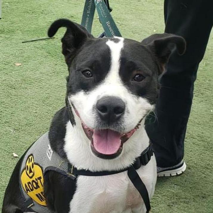 Enlarge Drax, a Adoptable Mixed Breed in Sarasota, FL image 4/6