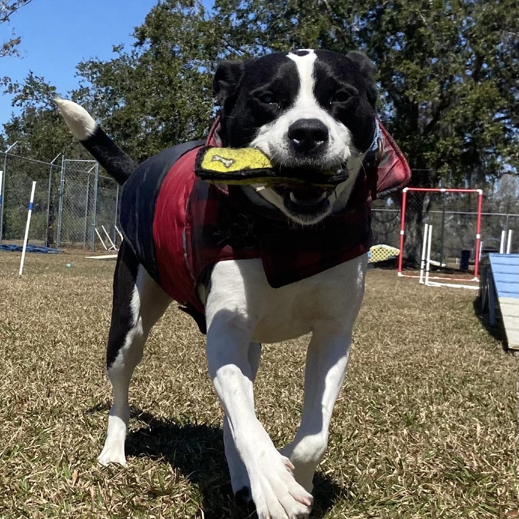 Enlarge Drax, a Adoptable Mixed Breed in Sarasota, FL image 5/6