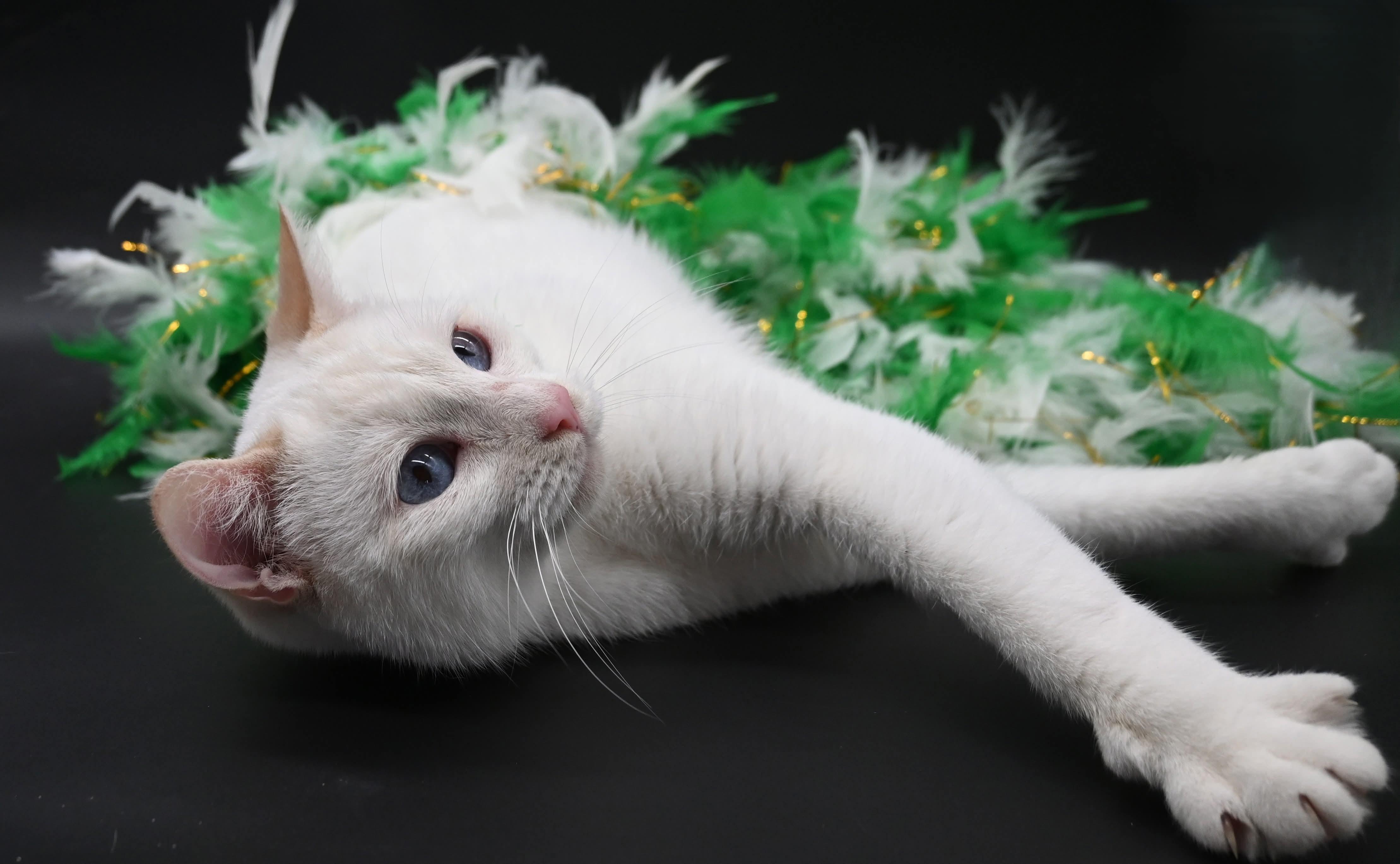 Enlarge Snow White, a ADOPTABLE mixed breed in Farmington, CT image 5/6