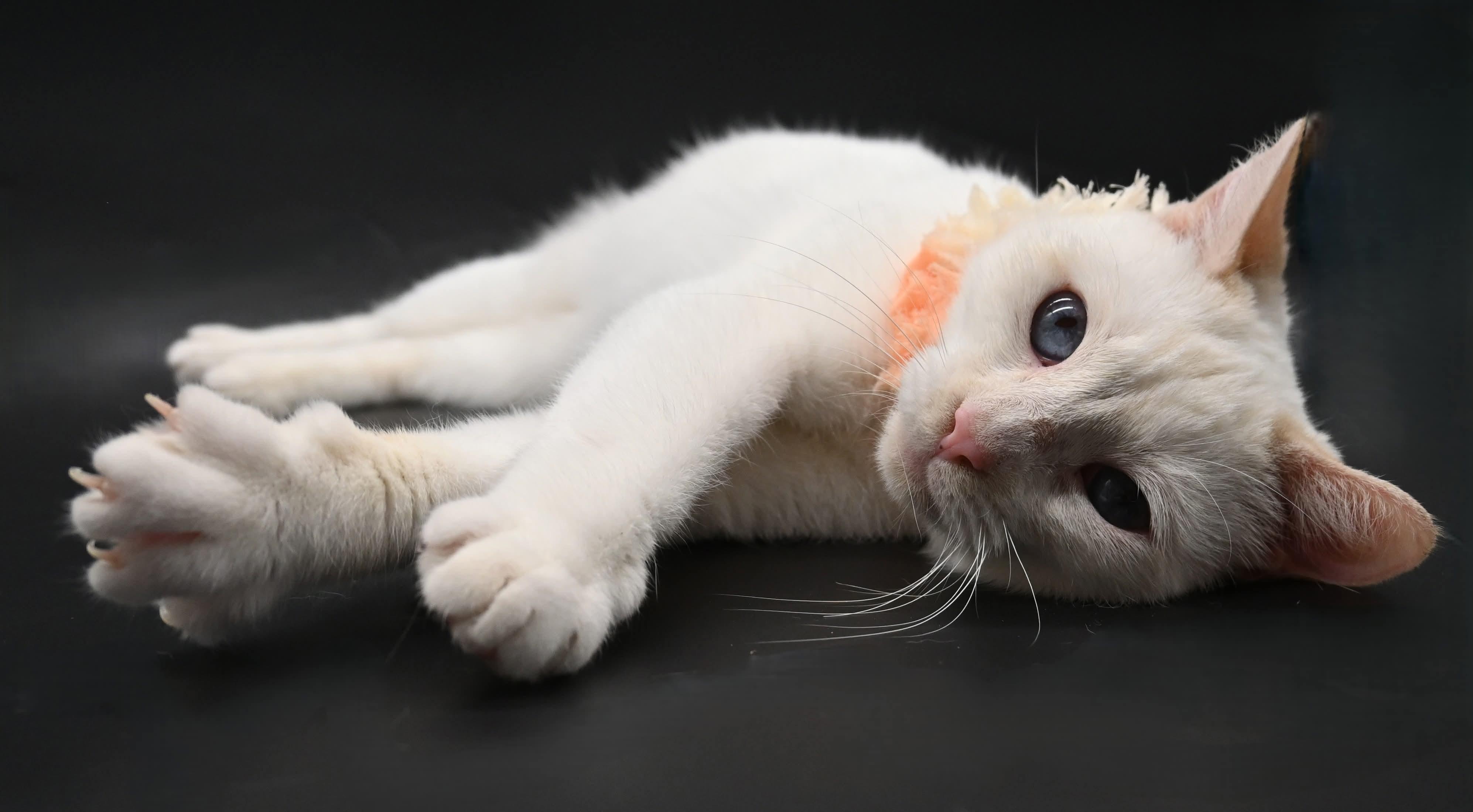 Enlarge Snow White, a ADOPTABLE mixed breed in Farmington, CT image 3/6