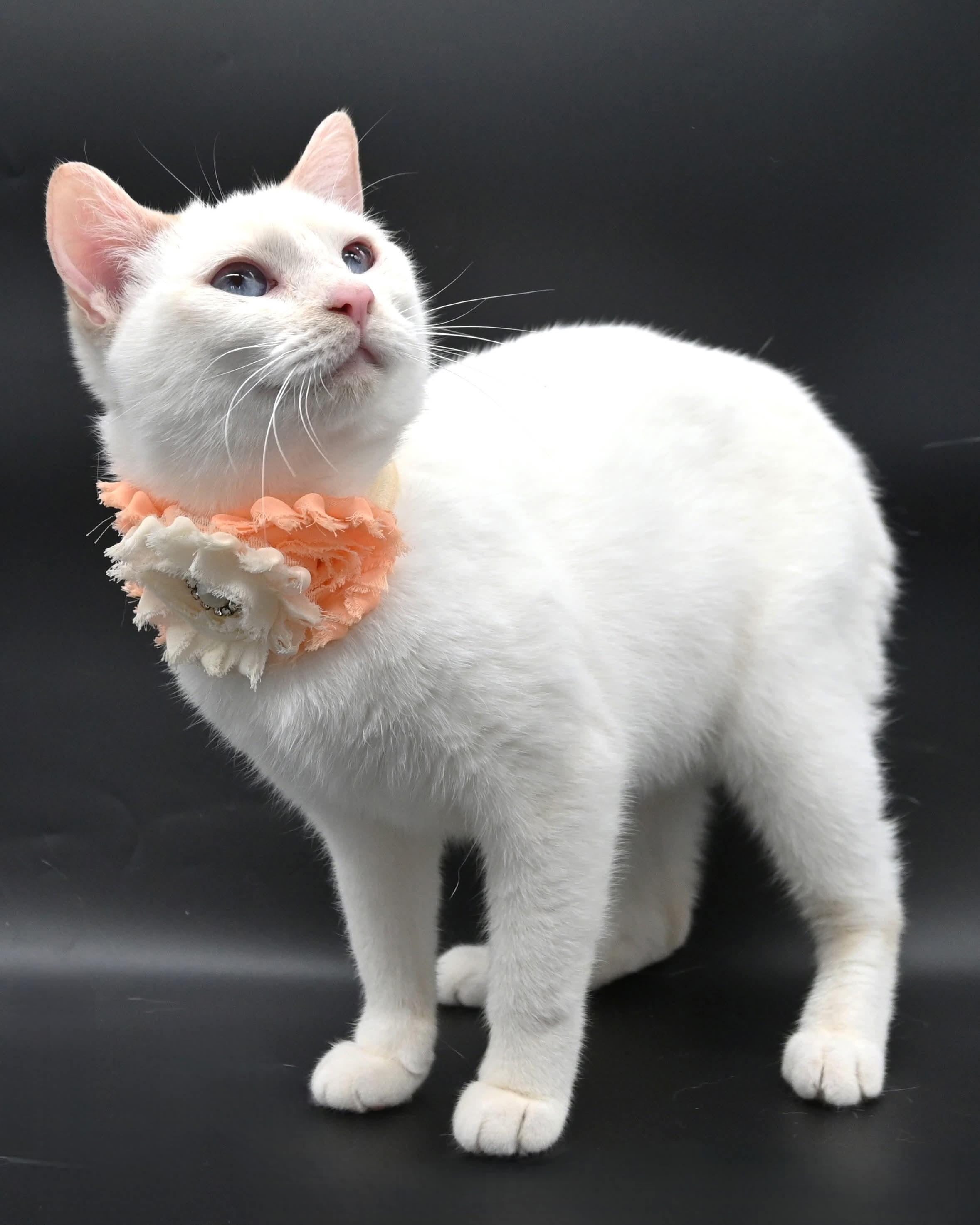 Enlarge Snow White, a ADOPTABLE mixed breed in Farmington, CT image 2/6