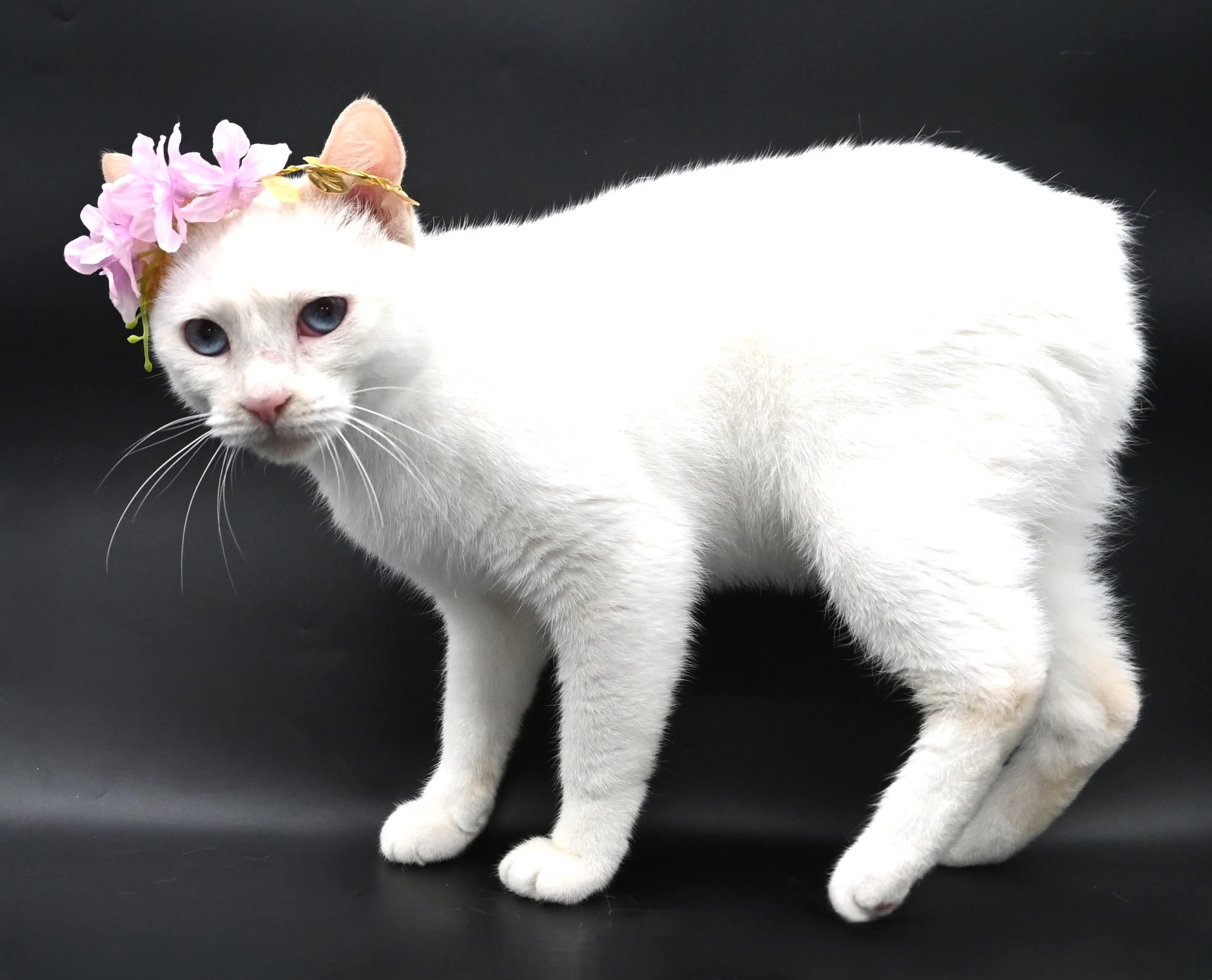 Enlarge Snow White, a ADOPTABLE mixed breed in Farmington, CT image 6/6