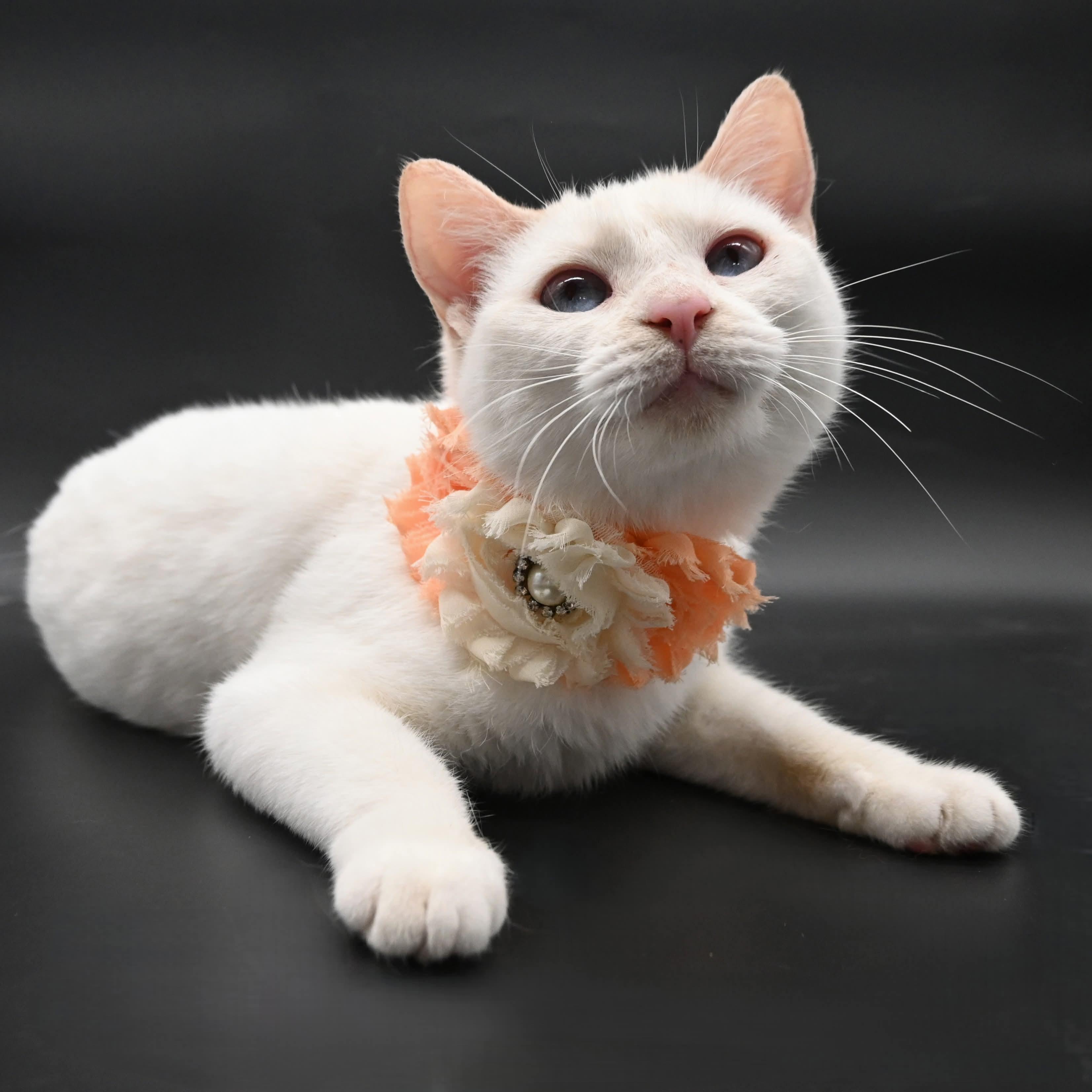 Enlarge Snow White, a ADOPTABLE mixed breed in Farmington, CT image 1/6