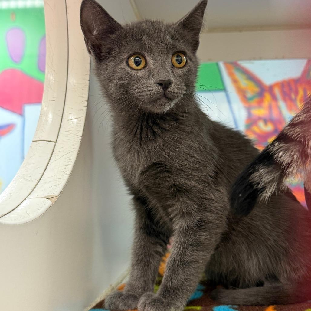 Sweet Pea, Adoptable, Kitten Female Domestic Short Hair.