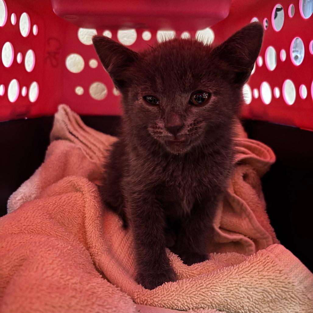 Enlarge Sweet Pea, a Adoptable Domestic Short Hair in Cheyenne, WY image 2/5