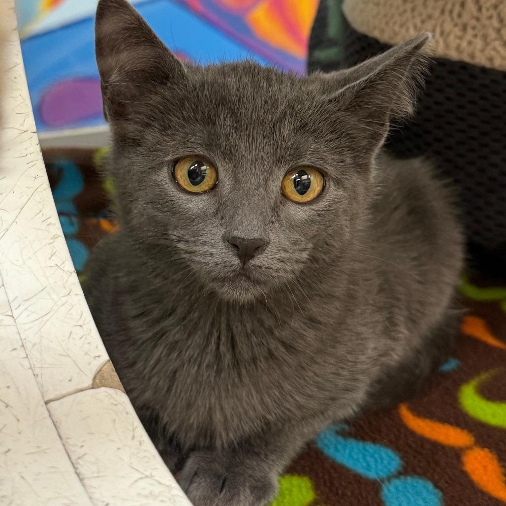 Enlarge Sweet Pea, a Adoptable Domestic Short Hair in Cheyenne, WY image 3/5