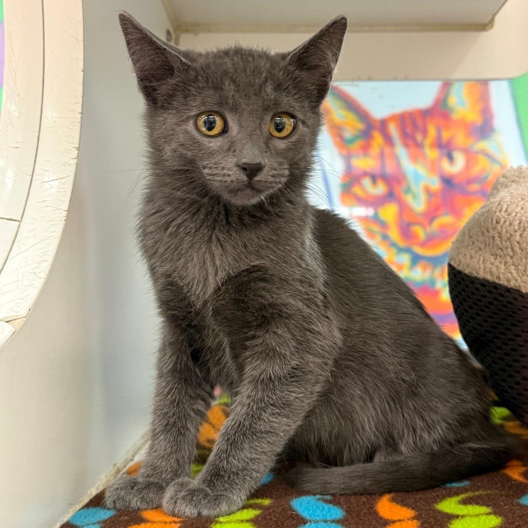 Enlarge Sweet Pea, a Adoptable Domestic Short Hair in Cheyenne, WY image 4/5