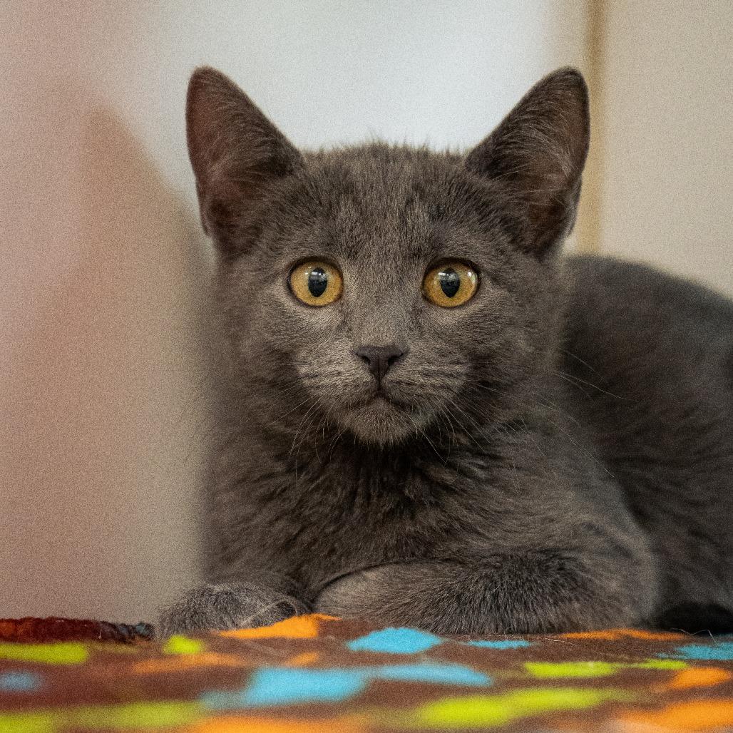 Enlarge Sweet Pea, a Adoptable Domestic Short Hair in Cheyenne, WY image 5/5
