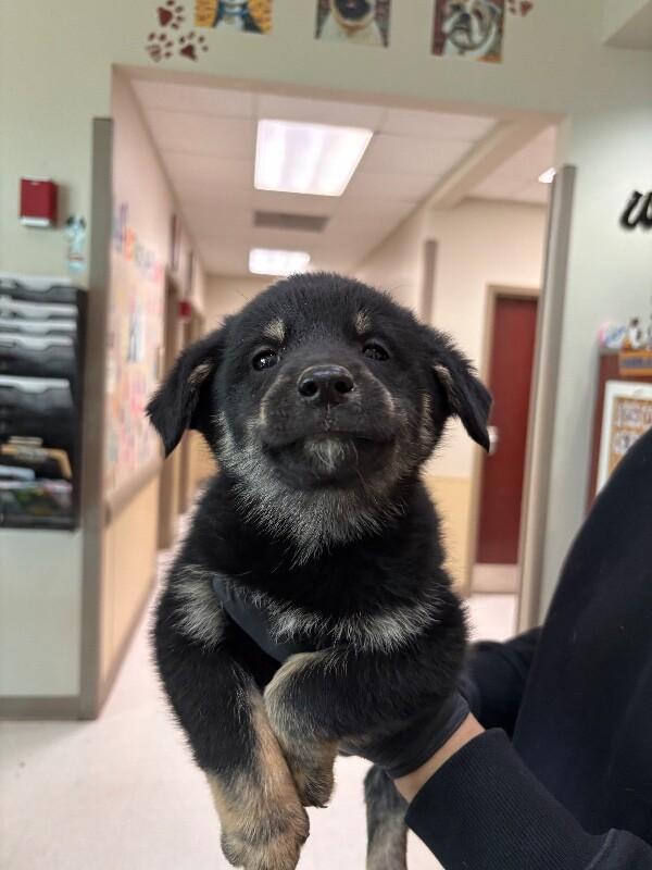 Enlarge Florence, a Adoptable Husky in Hobbs, NM image 1/3