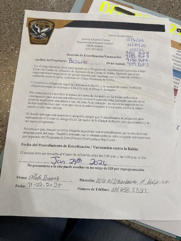 Enlarge Florence, a Adoptable Husky in Hobbs, NM image 2/3