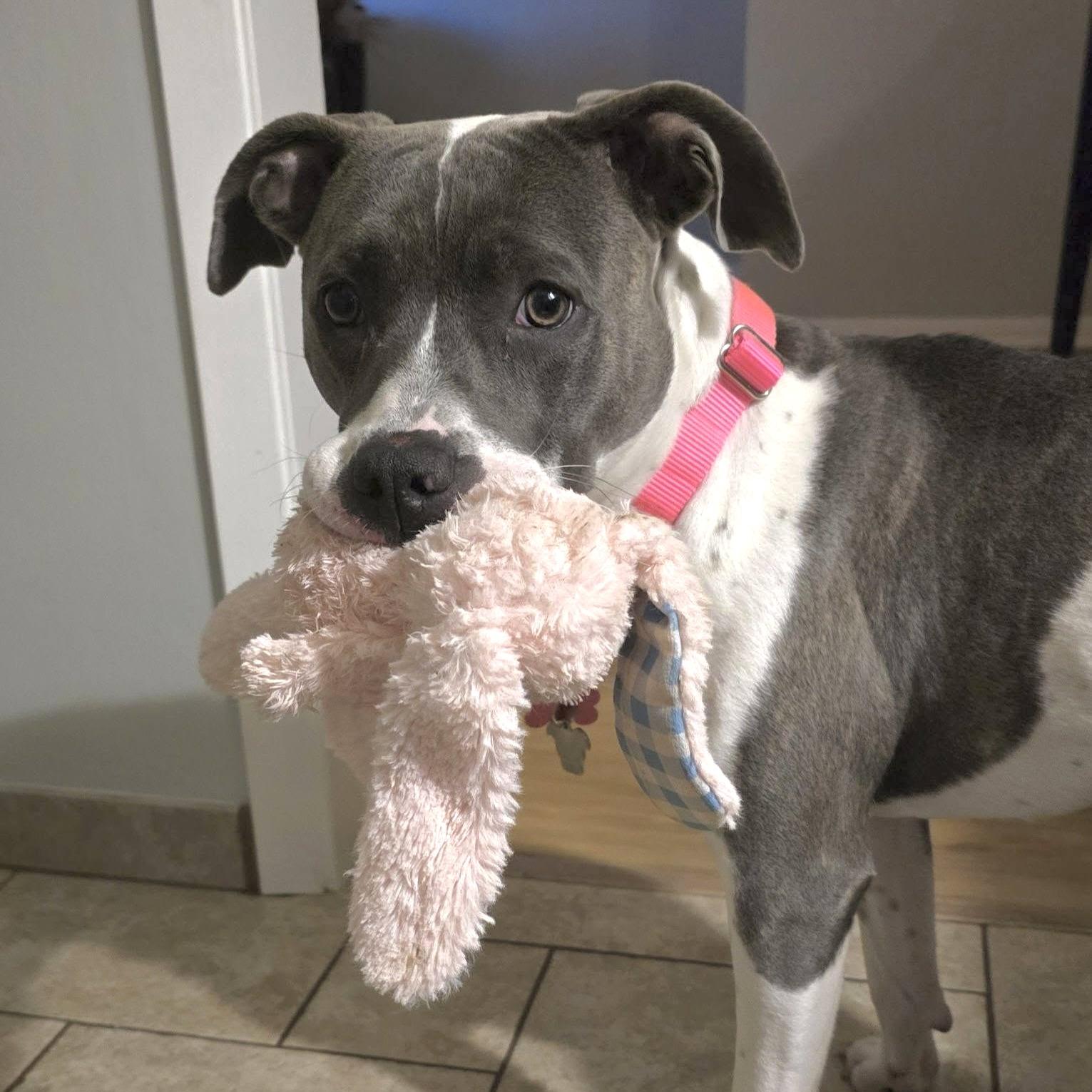 Enlarge Maple, a Adoptable Pit Bull Terrier in Prior Lake, MN image 3/6
