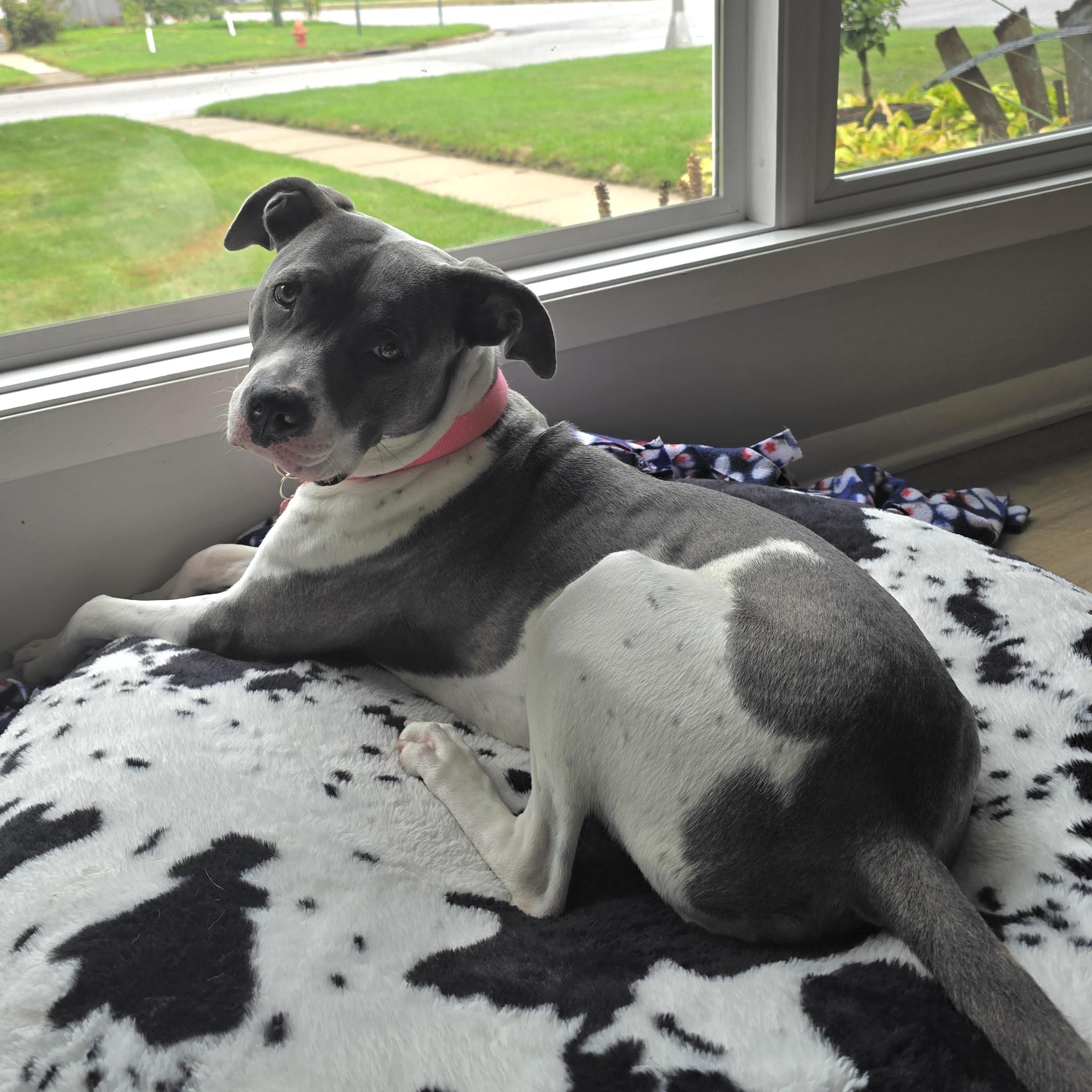 Enlarge Maple, a Adoptable Pit Bull Terrier in Prior Lake, MN image 5/6