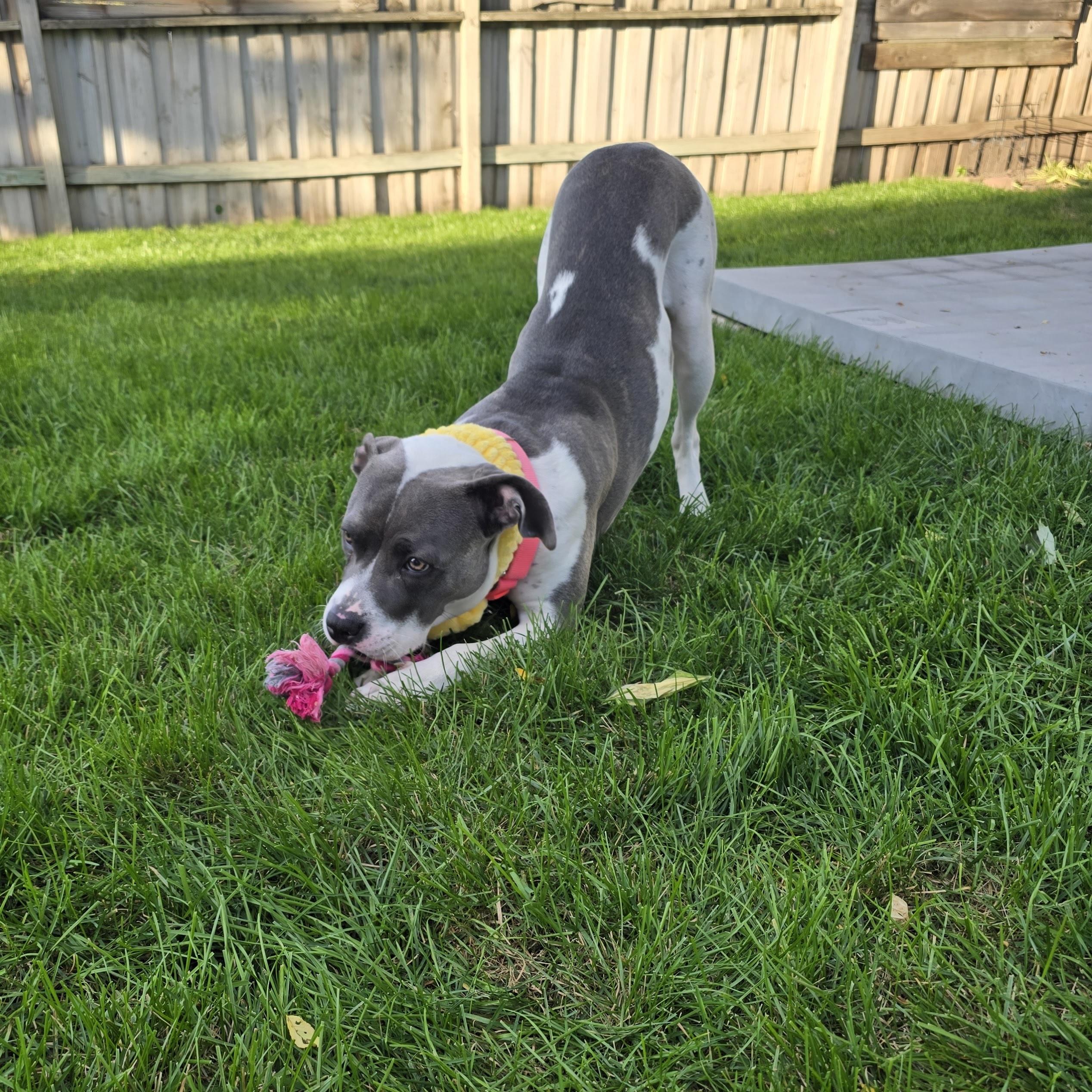 Enlarge Maple, a Adoptable Pit Bull Terrier in Prior Lake, MN image 2/6