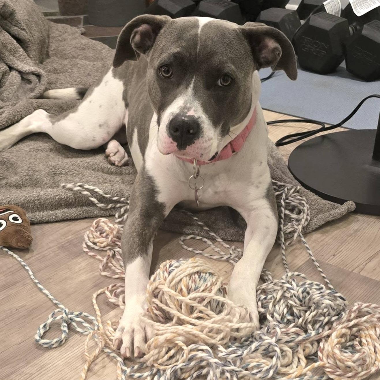Enlarge Maple, a Adoptable Pit Bull Terrier in Prior Lake, MN image 6/6