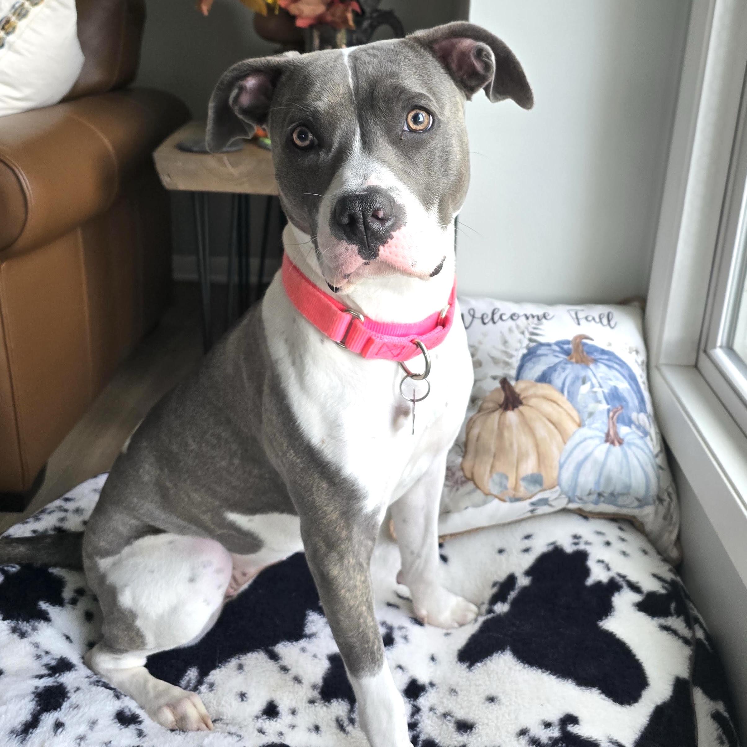 Maple, Adoptable, Young Female Pit Bull Terrier.
