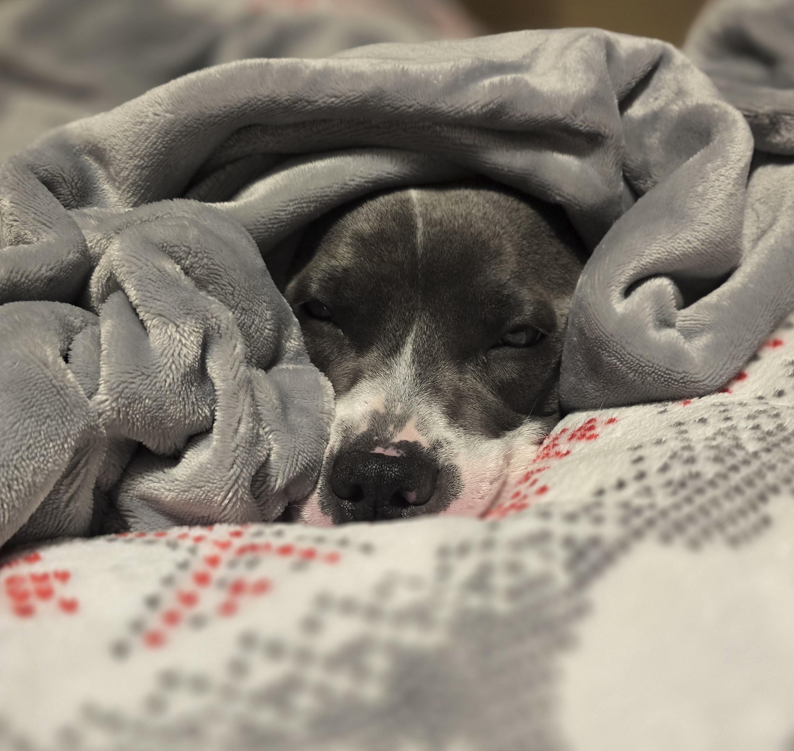 Enlarge Maple, a Adoptable Pit Bull Terrier in Prior Lake, MN image 4/6