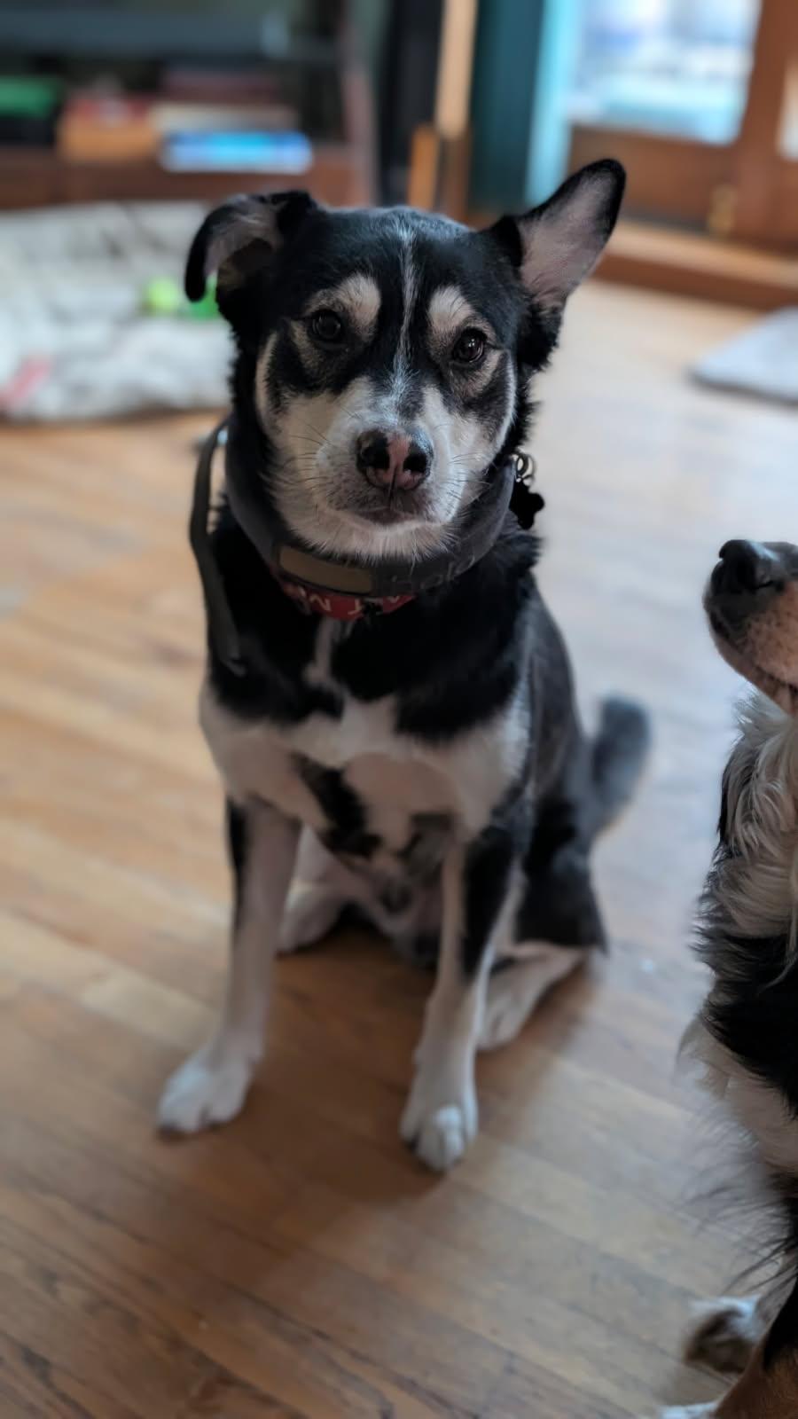 Zorrow, Adoptable, Adult Male Husky.