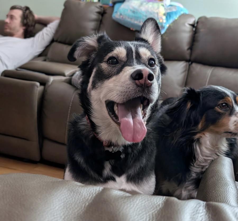 Enlarge Zorrow, a Adoptable mixed breed in China Township, MI image 5/5