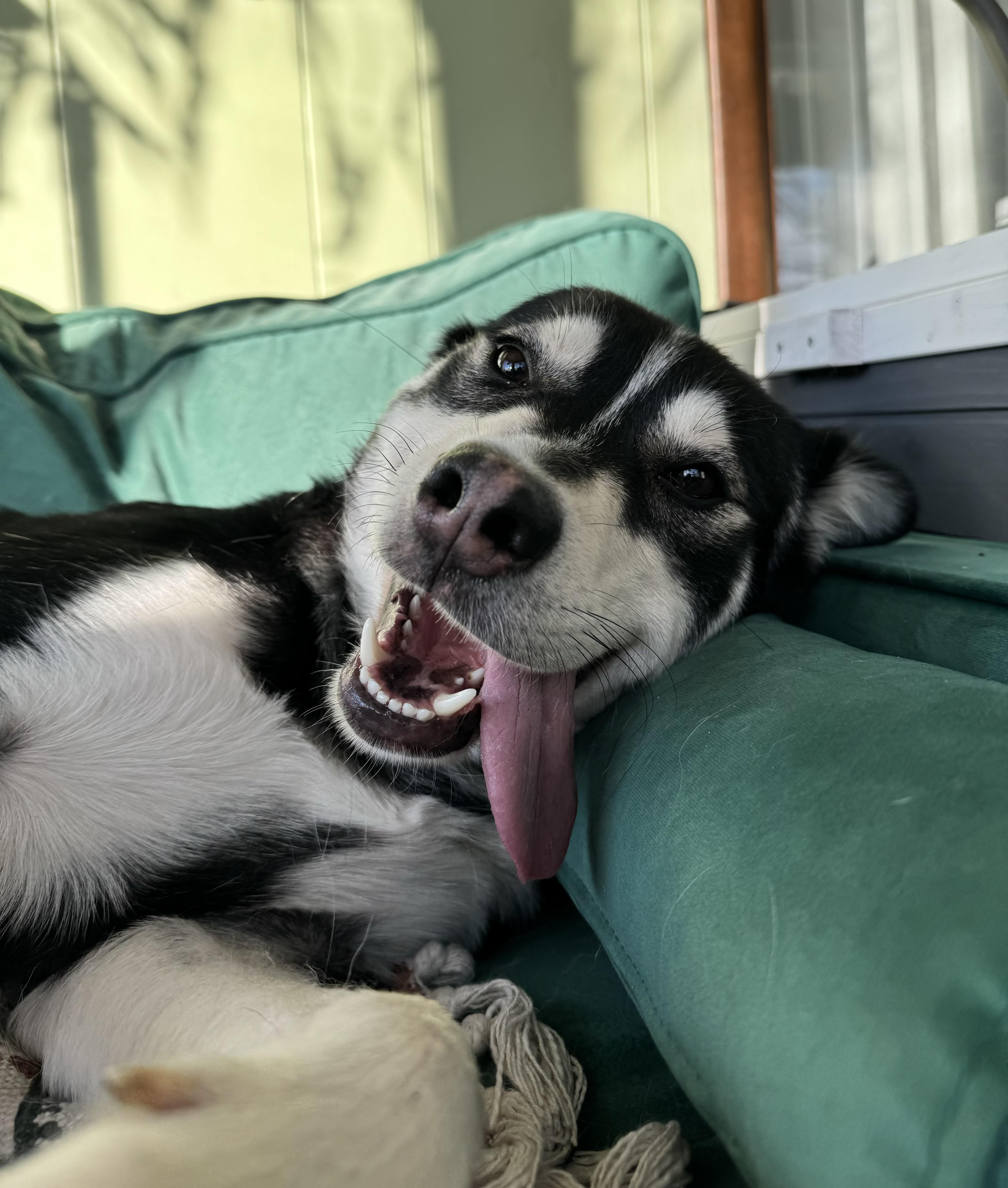 Enlarge Zorrow, a Adoptable mixed breed in China Township, MI image 3/5