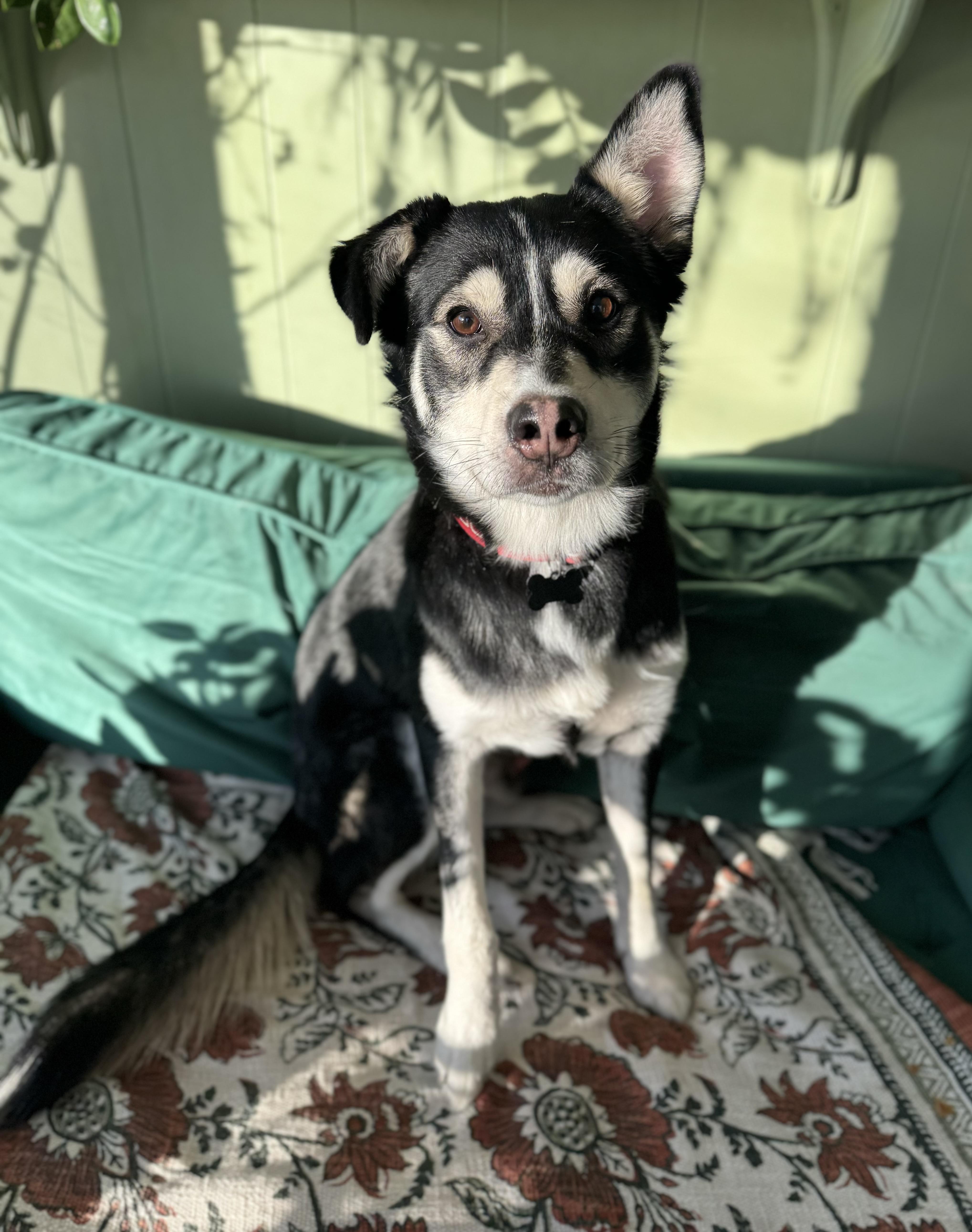 Enlarge Zorrow, a Adoptable mixed breed in China Township, MI image 4/5