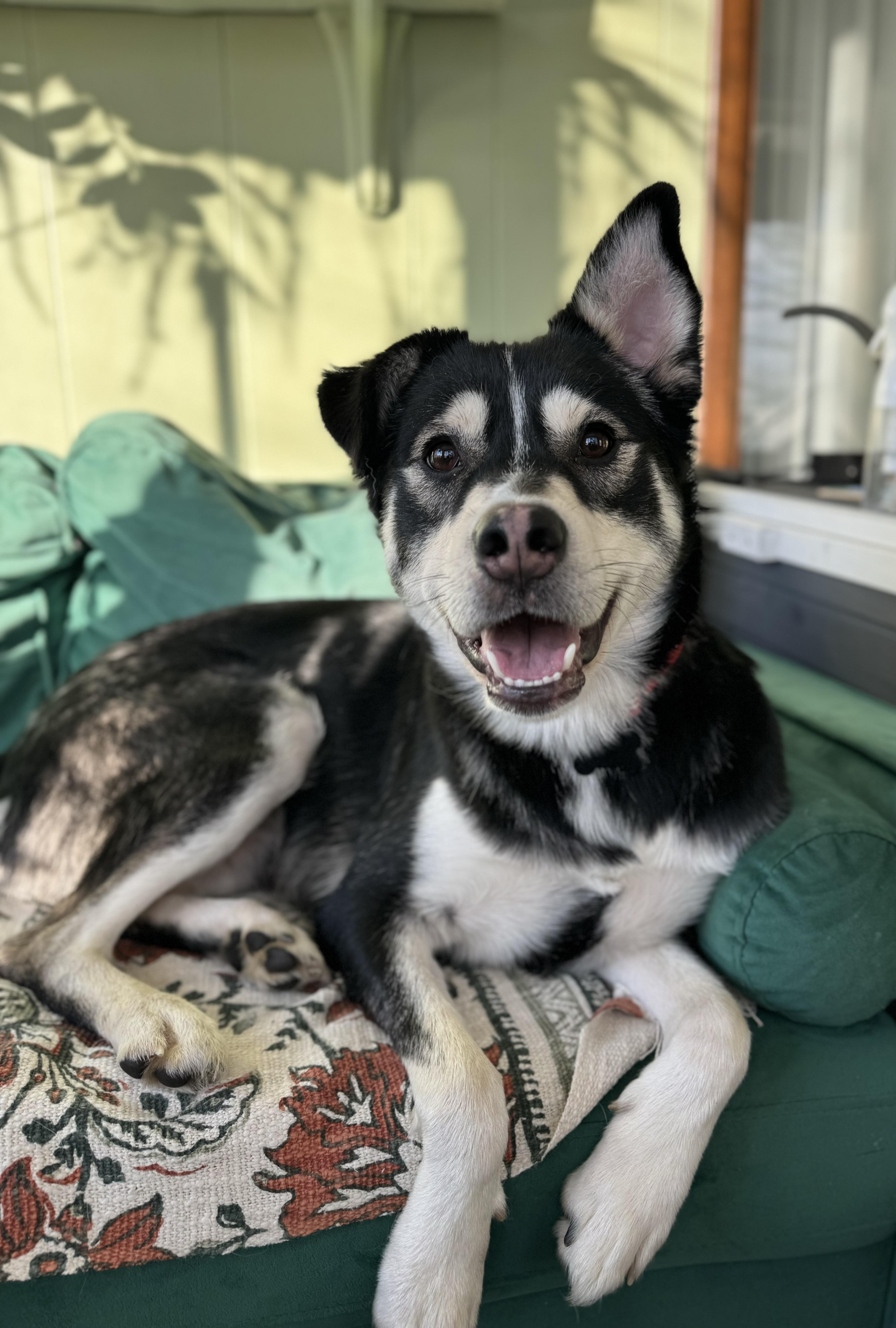 Enlarge Zorrow, a Adoptable mixed breed in China Township, MI image 2/5