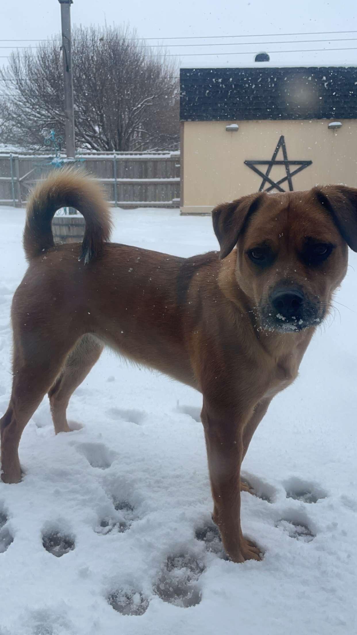 Mazie — thumbnail 2