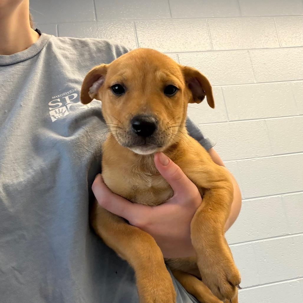 Caught Red Pawed, Adoptable, Puppy Female Pit Bull Terrier & Husky.