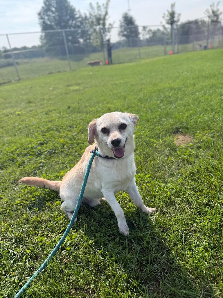 Queso, Adoptable, Young Male Chihuahua.