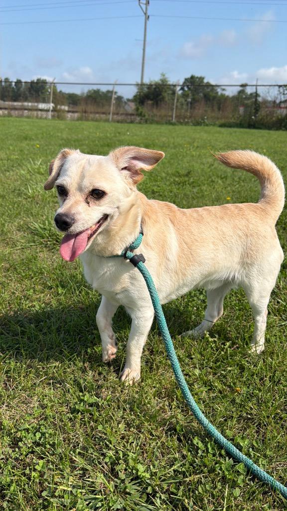 Enlarge Queso, a Adoptable mixed breed in Pierceton, IN image 2/5