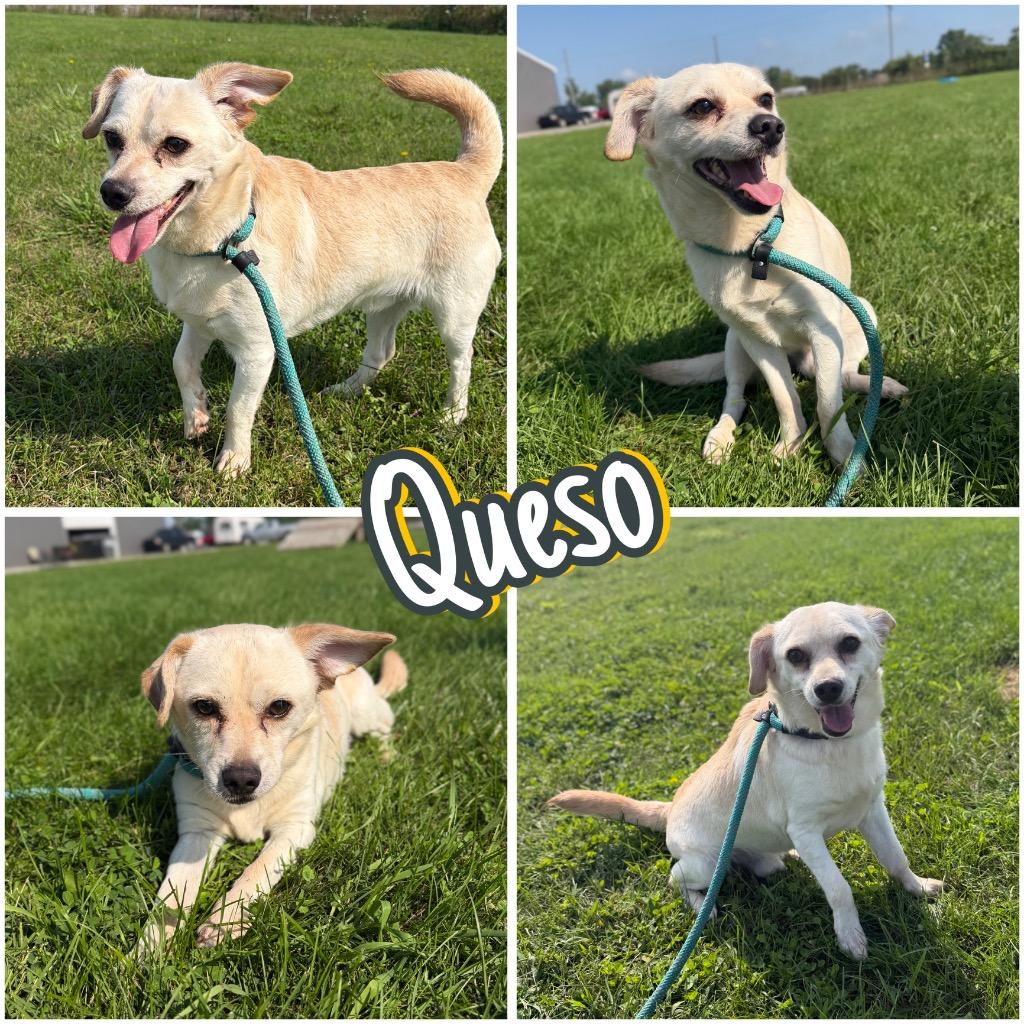 Enlarge Queso, a Adoptable mixed breed in Pierceton, IN image 3/5