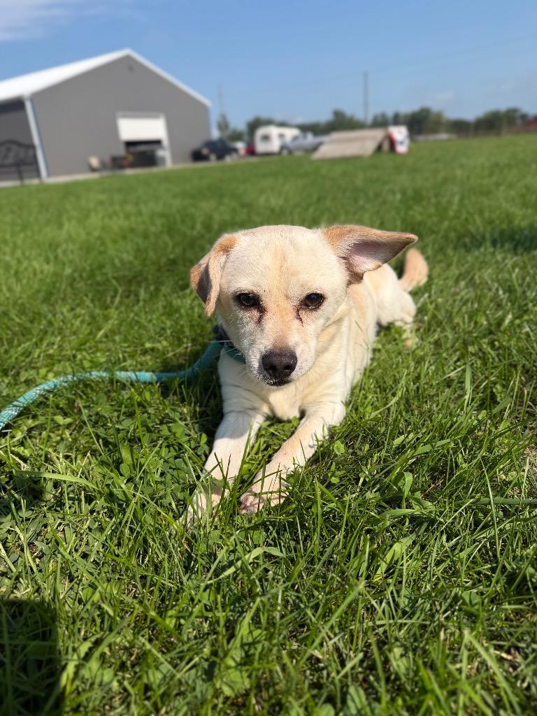 Enlarge Queso, a Adoptable mixed breed in Pierceton, IN image 4/5