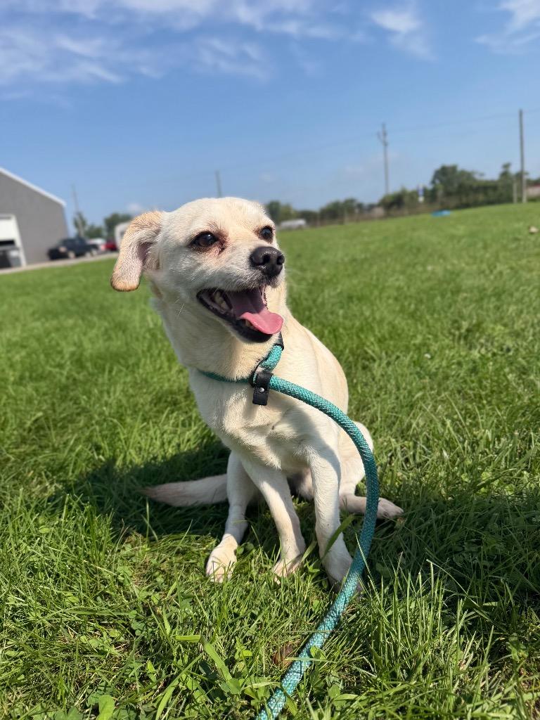Enlarge Queso, a Adoptable mixed breed in Pierceton, IN image 5/5