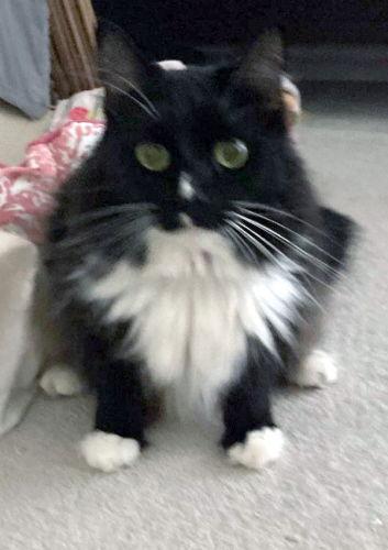 Emory and Precious - Courtesy Listing, Adoptable, Adult Female Domestic Short Hair.