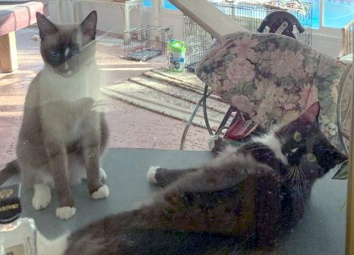 Enlarge Emory and Precious - Courtesy Listing, a Adoptable Domestic Short Hair in Oakland Park, FL image 2/3