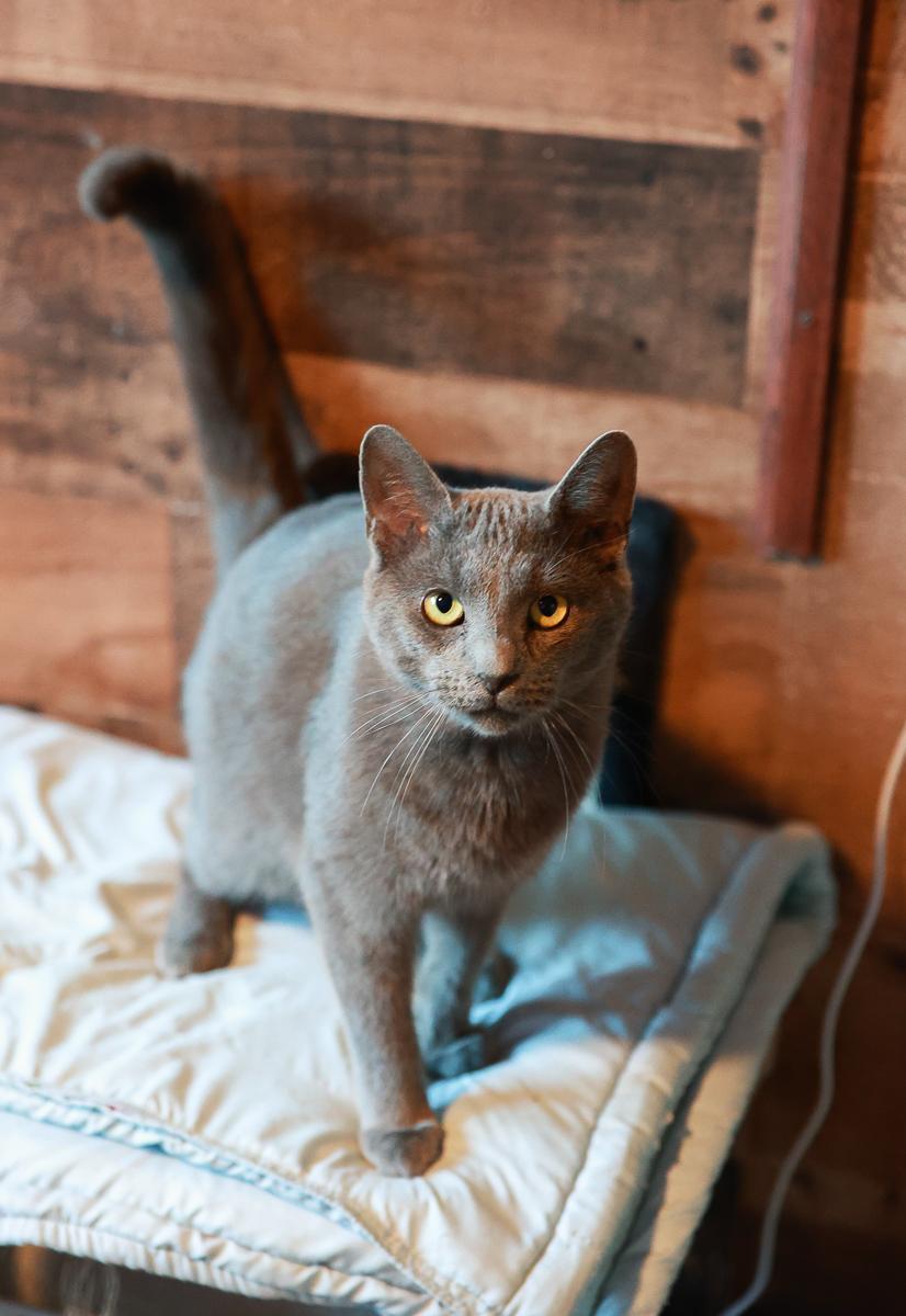 Enlarge Max, a Adoptable Domestic Short Hair in Loogootee, IN image 5/5