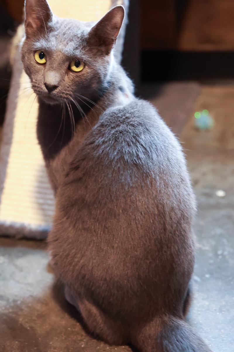 Enlarge Max, a Adoptable Domestic Short Hair in Loogootee, IN image 3/5