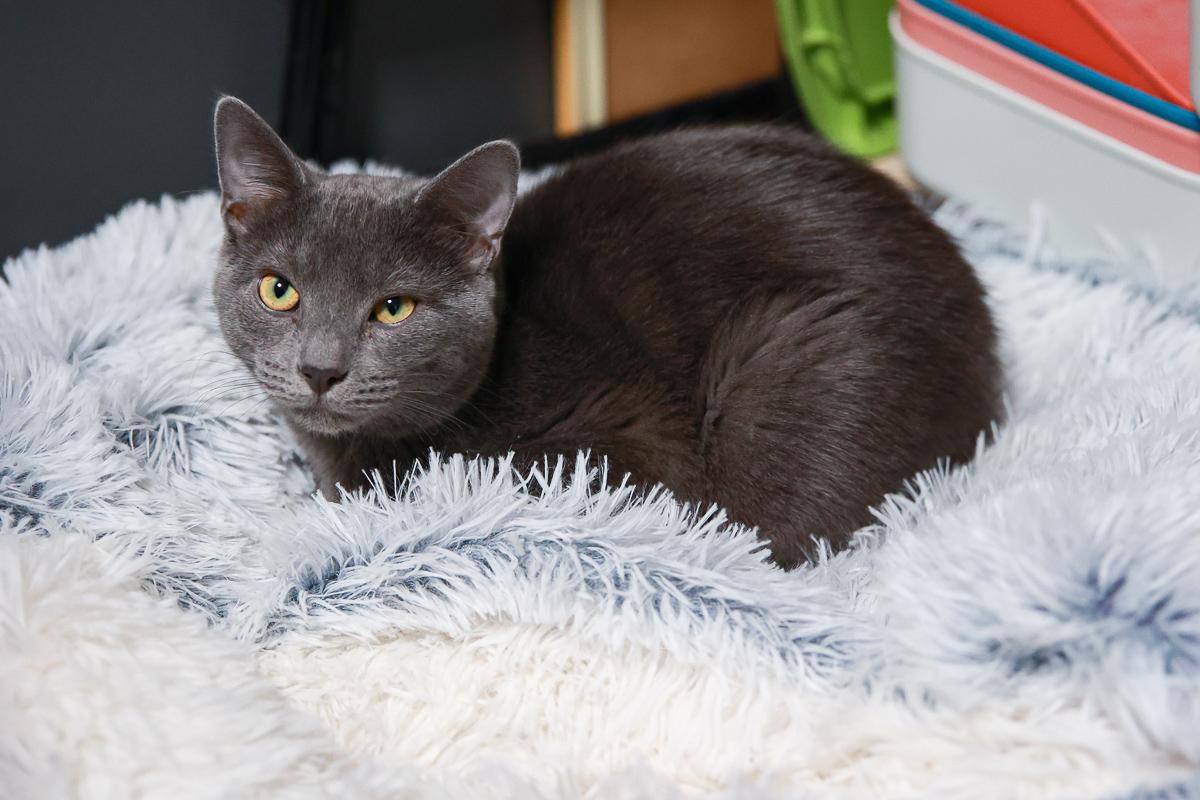 Enlarge Max, a Adoptable Domestic Short Hair in Loogootee, IN image 1/5